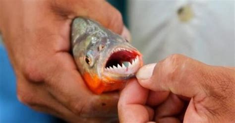 Ataque De Palometas En La Laguna Set Bal C Mo Evitarlas En Rosario