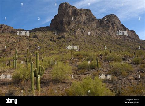 The Saguaro Cactus And The Peak At Picacho Peak State Park In Arizona