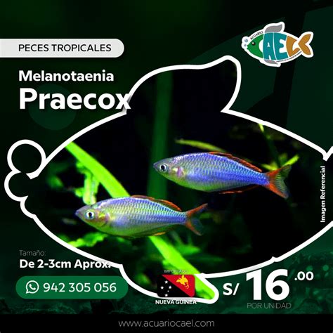 Melanotaenia Praecox Acuario Cael