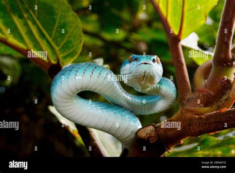 Sunda Island Pitviper Trimeresurus Insularis In Tree Komodo Island