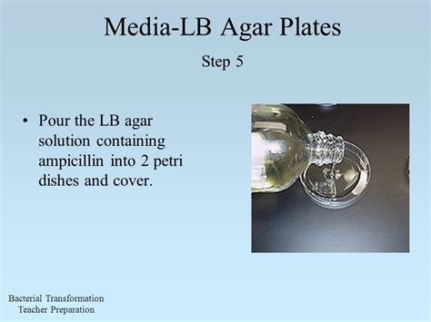 Lb Agar Recipe Ampicillin Bryont Rugs And Livings