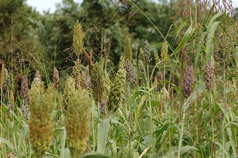 Field Biology In Southeastern Ohio Pass The Grass