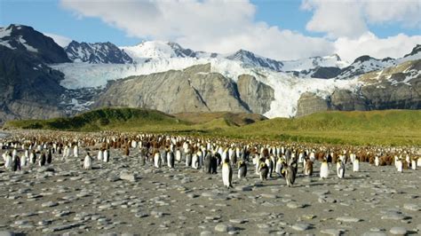 オーシャンワイドフォークランド諸島サウスジョージア島南極 Oceanwide Expeditions Falklands South