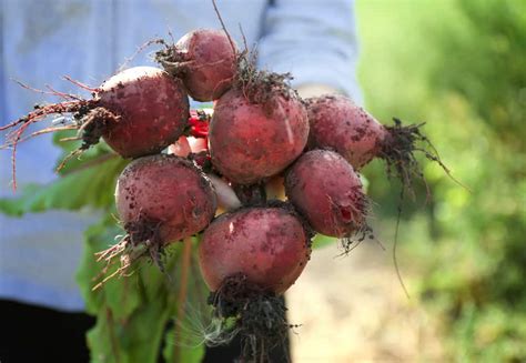 Rote R Ben Ernte Wann Ernten Wie Lagern