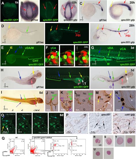 Qmc551gfp Expression Recapitulates Gfi1aa Expression And Marks