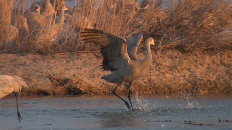 Nebraska seeing peak of Sandhill Crane migration