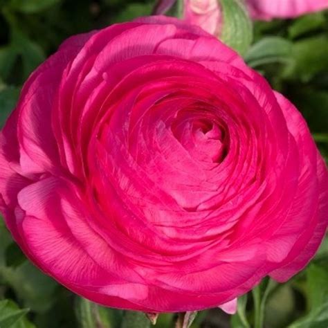 Ranunculus Hot Pink In Bud Bloom