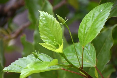 Hibiscus Leaves Photo Free Download - pgclick | Free Photos for ...