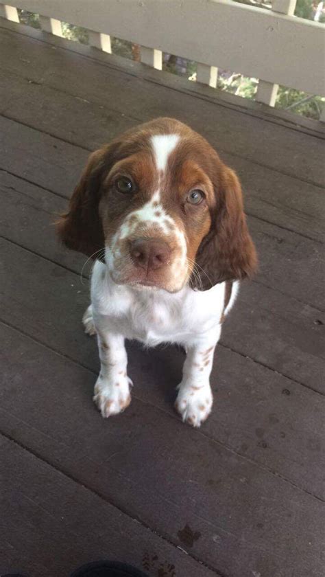 Pin on Springer Spaniels (my babies)