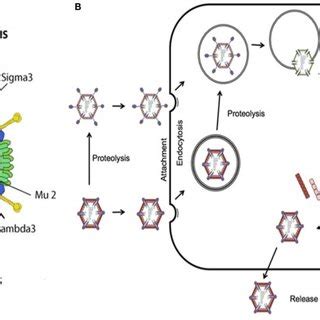 Reovirus structure and infectious cycle. (A) Reovirus is a ...