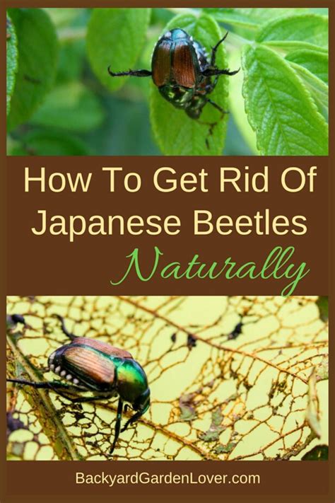 How To Get Rid Of Japanese Beetles And Save Your Garden Japanese