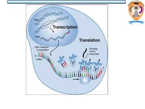 Translation | PPTX | Chemistry | Science 