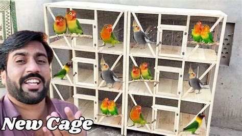 Pets Birds Ky Liya New Cage Banwa Liya 😍 Parrot New Cage Mein Both