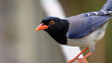 Red-billed Blue Magpie – Paul's Garden