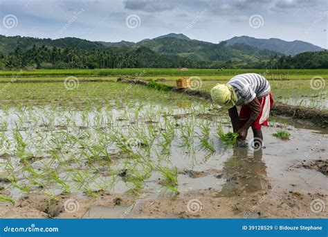 Man Planting Rice Editorial Stock Image Image Of Field 39128529