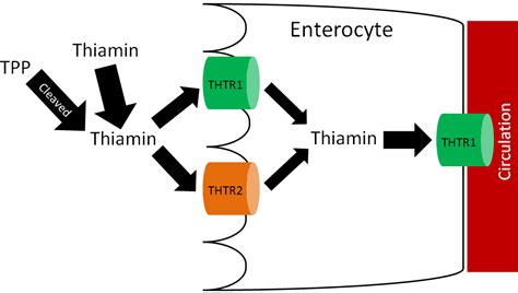 Thiamin Nutrition Flexbook