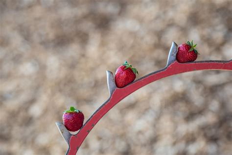 Erdbeeren Pfl Cken Familie Wolf Spargel Erdbeeren Pfel