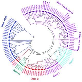 Phylogenetic Tree Of SDG Proteins Of M Truncatula And Arabidopsis In