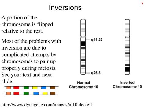 PPT - Chromosomal mutations PowerPoint Presentation - ID:245025