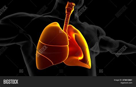 Human Lungs Trachea Image And Photo Free Trial Bigstock