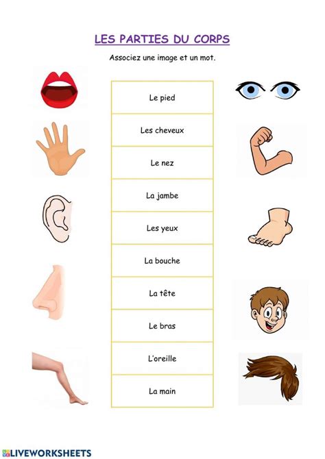 The Words In French Are Used To Describe Different Parts Of The Body