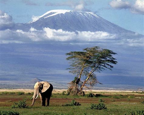 Africa Mount Kilimanjaro Elephant Animals Nature Landscape Wallpapers