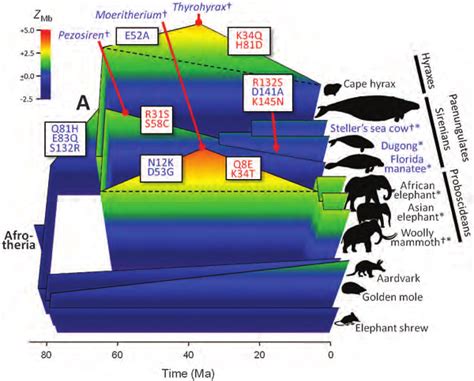 Evolution of myoglobin net surface charge and aquatic habits in... | Download Scientific Diagram