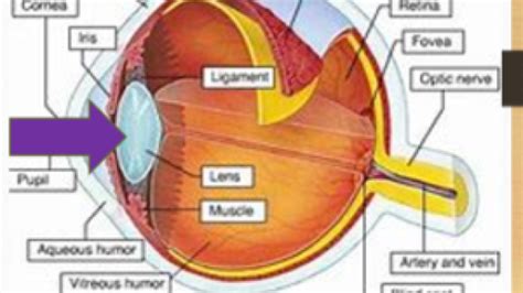 Lensa Mata: Struktur, Fungsi, dan Kelainannya