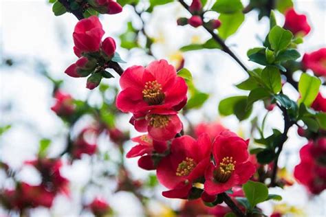 How To Grow Flowering Quince Chaenomeles Gardeners Path