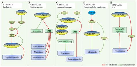 Role Of Ctnna In Other Malignancies A Mechanistic Model Of Ctnna