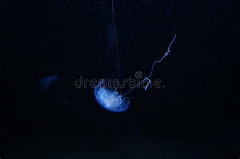 Blue Jelly Fish In Dark Water Stock Image Image Of Dangerous