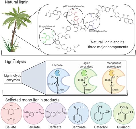 Schematic Illustration Of Lignin Deconstruction Potential Of