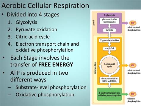 PPT - Aerobic Cellular Respiration PowerPoint Presentation, free ...