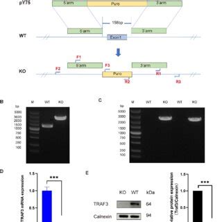 Pcr Qrt Pcr And Western Bolt To Verify Mdck Traf Monoclonal Cells