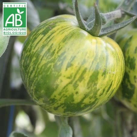 Tomate Green Zebra BIO