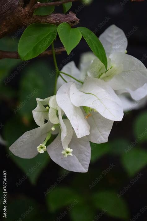 Bougainvillea Spectabilis Also Known As Great Bougainvillea Is A