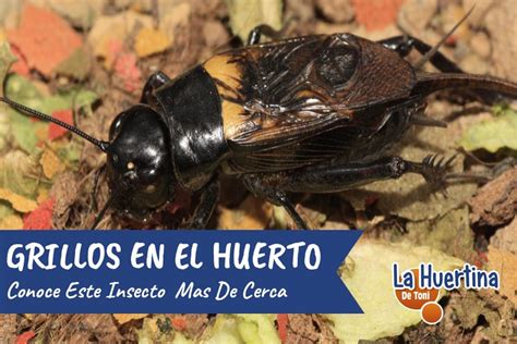 Conoce Al Grillo Común En El Huerto La Huertina De Toni