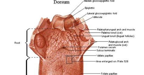 Bagian Lidah Manusia Dan Fungsinya