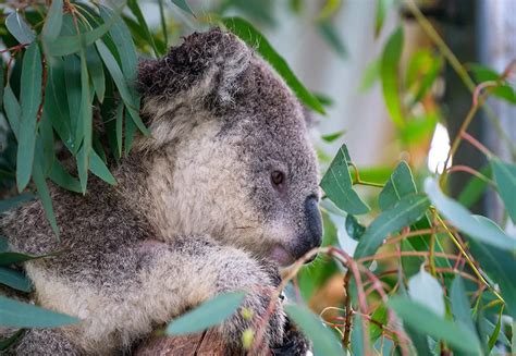 Sydney Basin Koala Network Wildlife Programs Wires