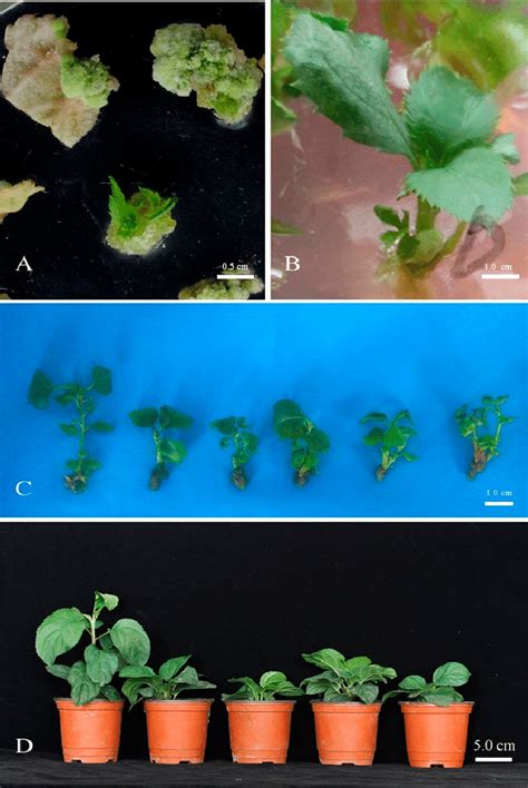 Transformation Of Hanfu Apple With Interference RNA Vector For The