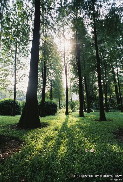 gambar pohon hutan rumput sinar matahari halaman belakang tanah
