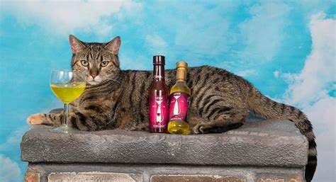 Did You Know That Its National Drink Wine With Your Cat Week Wine