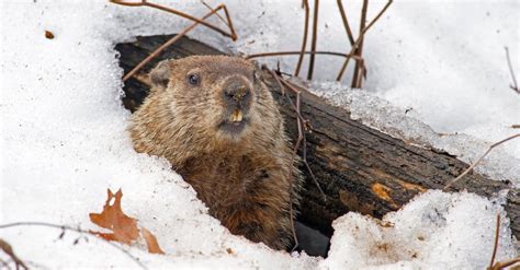 Beaver Vs Groundhog - A-Z Animals