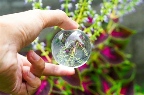 Fotograf A De Bola De Cristal De Lente De Coleus Scutellarioides Fondo