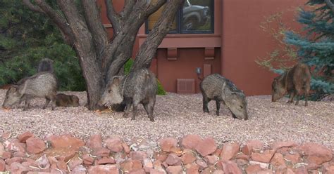 Sedona Blog Sedonas Javelinas