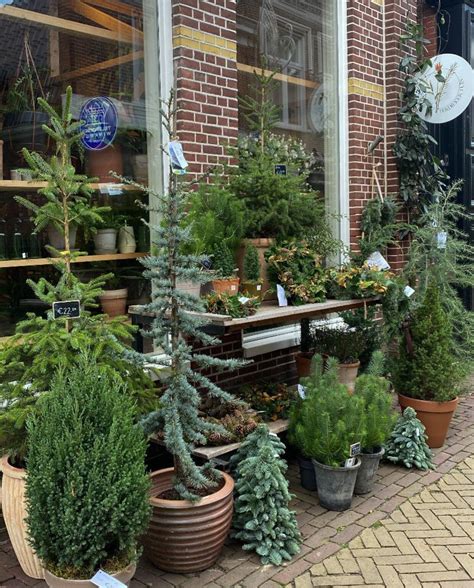 De Kerstboom Herplanten Vivian Mark Geven Tips Vtwonen