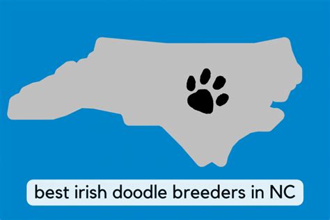 Irish Doodle Breeders - Floofy Doodles