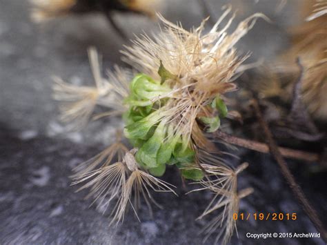 Native Seed Germination - ArcheWild | Architects of Wild Spaces