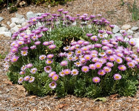 Beach Aster Seaside Daisy Cvs Waterwise Garden Planner