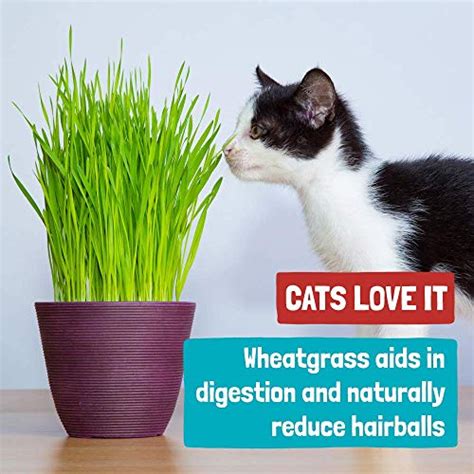 Organic 2lb Cat Wheatgrass Seeds By Back To The Roots Non Gmo Usda Organic Indoor Growing Of